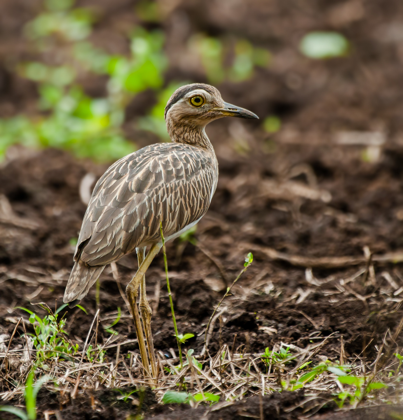 image Double-striped Thick-knee